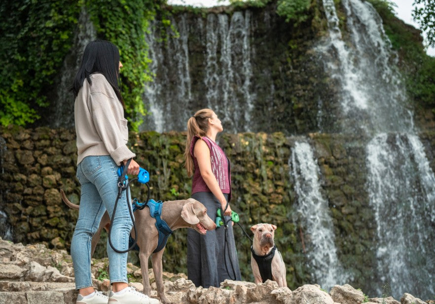 Descubre cómo FIXY puede transformar tus paseos con tu perro