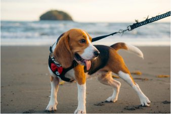 Mejores playas para perros en España