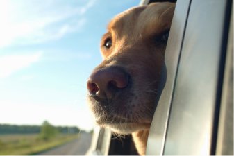 Viajar con perros