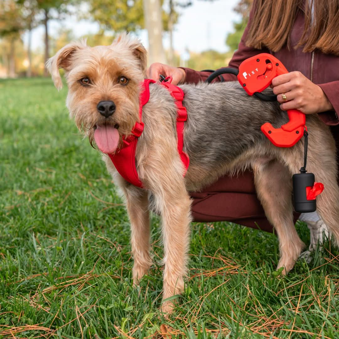 Correa FIXY rojo - FIXYPET