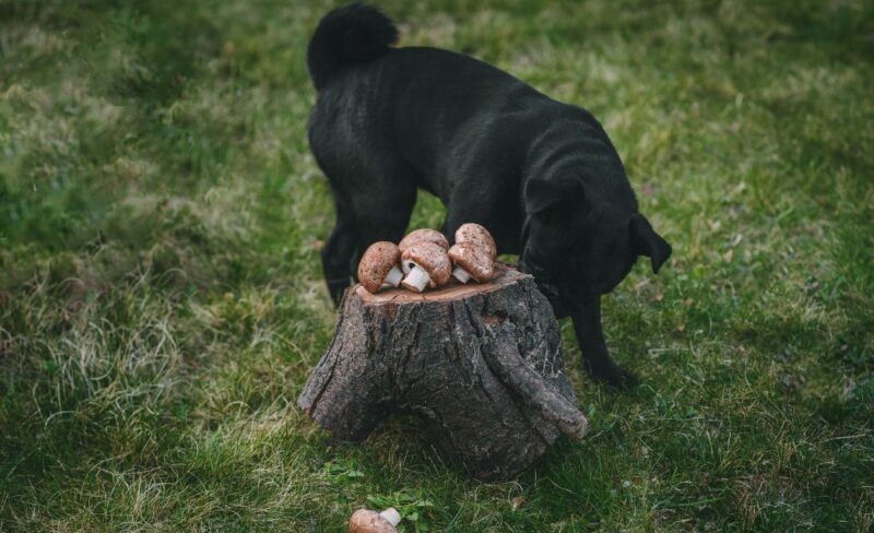 fixy perros en el bosque 6